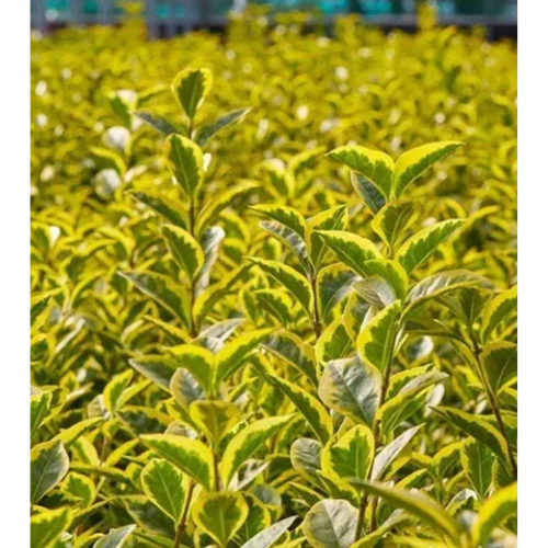 Šareni Ligustrum